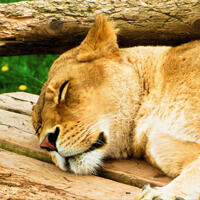 A photo of a sleeping lioness.