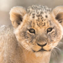 A photo of a lion cub.