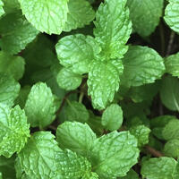 A photo of peppermint leaves.