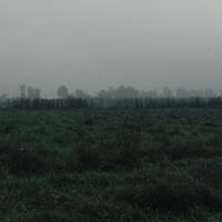 A photo of a dreary wetland.